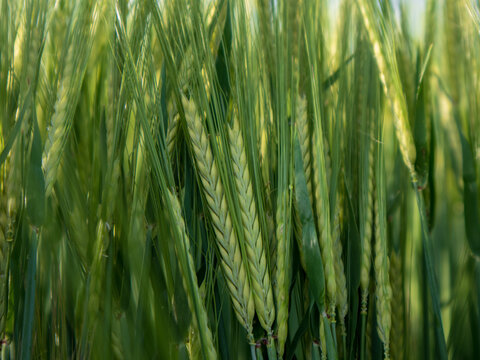 Tall wheat plants stand close together in a green field under bright daylight. The plants have yellowish heads and are surrounded by more greenery