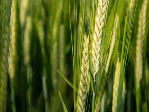 Wheat plants stand tall in a green field as the sunlight shines down during late spring. The plants are close together, showing their growth and texture