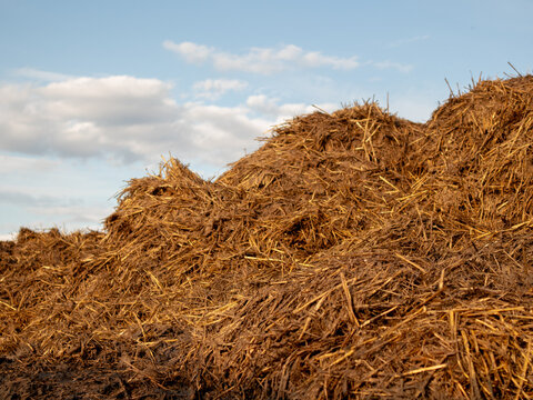 Farm equipment is used to stack piles of hay and straw. The sun shines on the field as farmers work nearby with animals. The sky is clear with a few clouds present