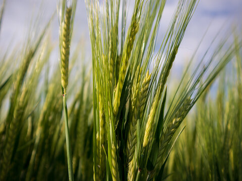 Green wheat plants are growing in a large field under a clear blue sky. The sun shines on the plants as they sway slightly in the breeze, showing healthy growth