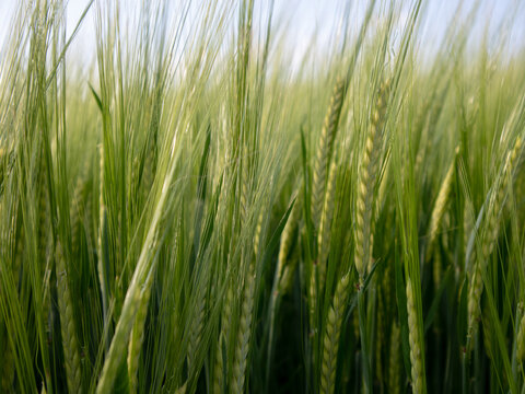 The setting shows a field filled with tall green wheat plants swaying in the wind under a clear blue sky. It captures the natural growth of crops during the daytime
