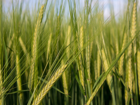 Wheat heads stand tall in a field under blue sky. The sunlight shines on the green stalks showing growth. Rural setting with clear weather