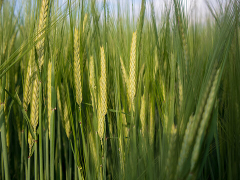The scene shows a field of wheat with tall green stalks. The sun shines above, and the plants have started to form heads. This is likely in the summer