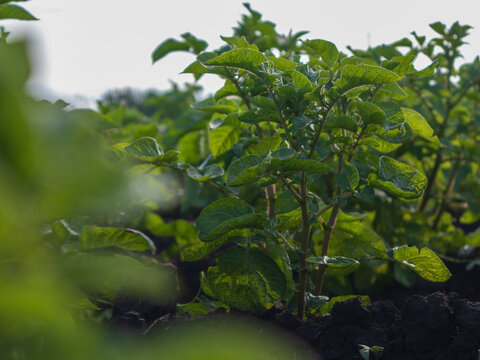 Green potato plants are seen thriving in a field. The sun shines down on the crops. The soil is dark and rich. It is a clear day with blue skies