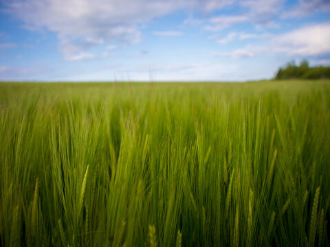 A green grass field stretches far under a blue sky with white clouds. The sun is shining, and the grass appears fresh and lively. It is a clear day