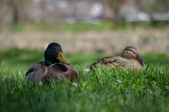 Two ducks are resting on green grass in a park. The sun shines down as the ducks sit quietly, enjoying the warm weather. Trees and blurred areas are visible in the background
