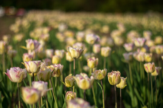 Tulips are blooming in a field during spring. The flowers show different shades and are growing in rows. Green leaves surround the tulips in a sunny outdoor setting