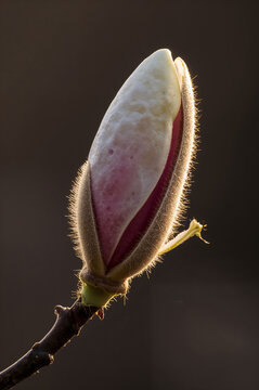 A fuzzy magnolia flower bud illuminated by golden backlight, showing pink petals and a textured outer layer on a branch