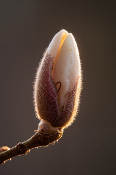 A single magnolia bud with a soft, fuzzy exterior and visible white petals, bathed in warm, golden backlighting on a dark background