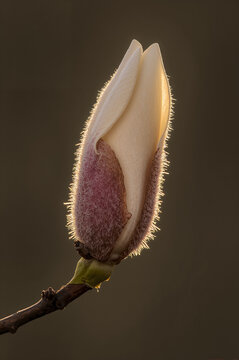 Close-up of a magnolia bud with a fuzzy, purple-tinged outer layer and hints of white petals, lit by warm backlight