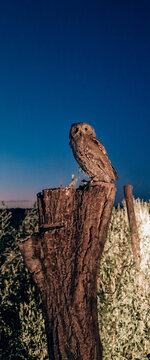 Brown owl perched on tree stump against dark blue evening sky