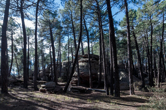 Pine forest landscape with rocky formations in albarrac&iacute;n