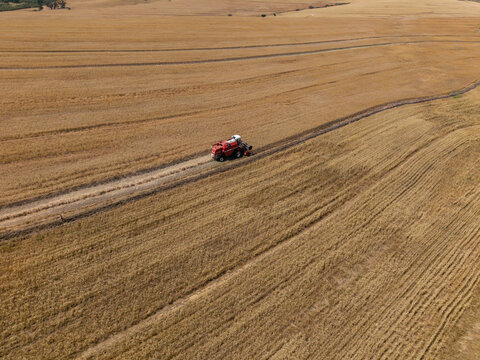 Aerial view of a red combine harvester working in a vast golden wheat field during harvest season in Riebeek-Kasteel, Western Cape, South Africa.