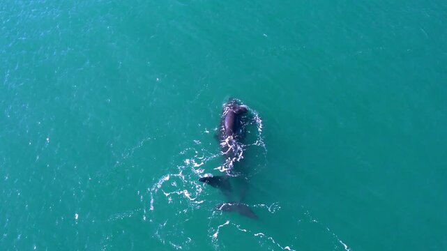 Ballena franca austral nadando en mar turquesa, vista a&eacute;rea cenital en la Patagonia