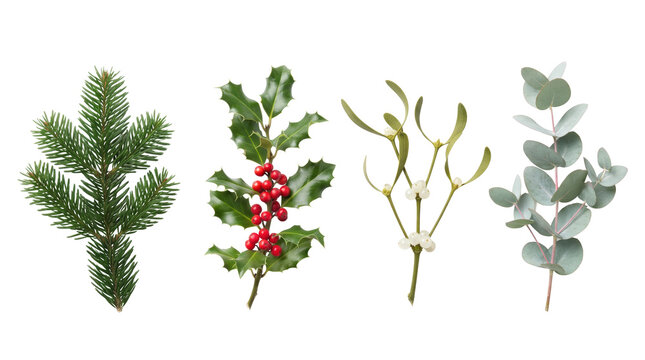 Christmas winter greenery branches with pine holly and mistletoe