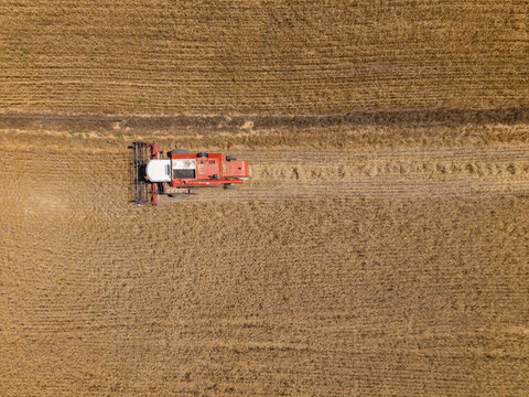 Aerial view of a red combine harvester working in a vast golden wheat field during harvest season in Riebeek-Kasteel, Western Cape, South Africa.