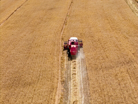 Aerial view of a red combine harvester harvesting golden wheat in a vast field in Riebeek-Kasteel, Western Cape, South Africa.