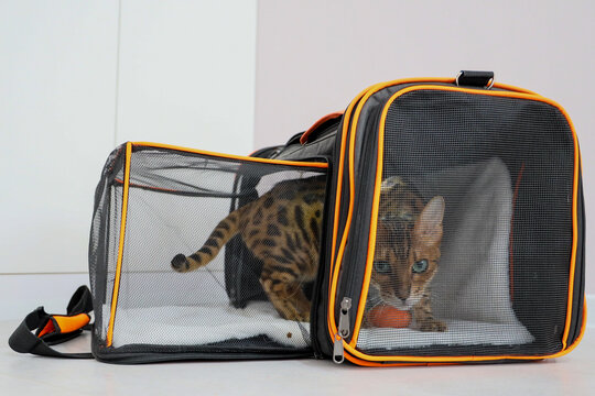 Curious Bengal Cat Sits Inside Black Mesh Pet Carrier, Mouth Open In Yawn Or Meow, Indoors On Pale Floor Against Soft Neutral Background, Showing Travel Readiness, Pet Safety with Copy Space
