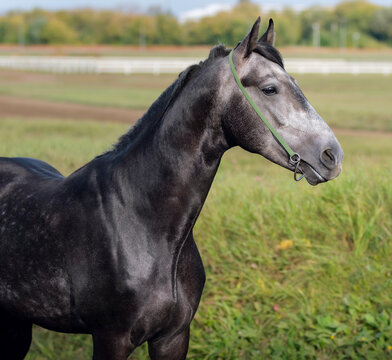 Gray horse. Portrait. Close-up. A thoroughbred horse of the Oryol Trotter breed. Harness racing. Trotting horse race. Side view. Head in profile