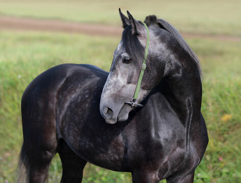 Gray horse. Portrait. Close-up. A thoroughbred horse of the Oryol Trotter breed. Harness racing. Trotting horse race. Side view. Head in profile