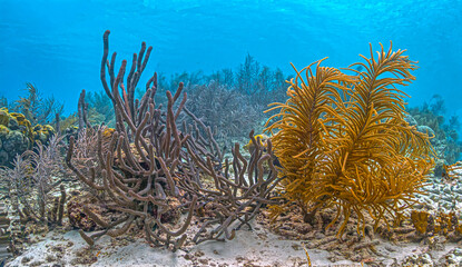 Caribbean coral garden, underwater Bonaire © John Anderson