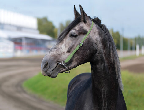 Gray horse. Portrait. Close-up. A thoroughbred horse of the Oryol Trotter breed. Harness racing. Trotting horse race. Side view. Head in profile