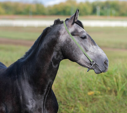 Gray horse. Portrait. Close-up. A thoroughbred horse of the Oryol Trotter breed. Harness racing. Trotting horse race. Side view. Head in profile