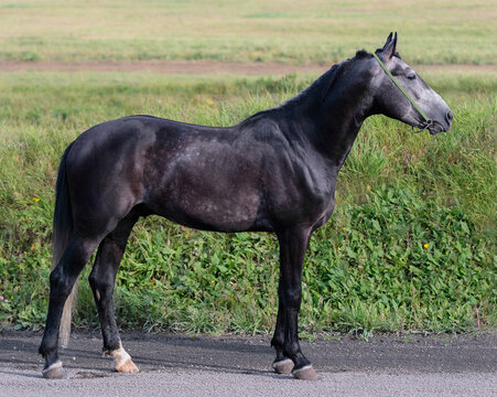 Horse. A thoroughbred gray horse of the Oryol Trotter breed. Harness racing. Trotting horse race. Side view. In full growth. Professional photography