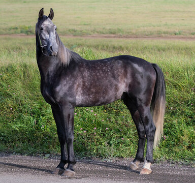Horse. A thoroughbred gray horse of the Oryol Trotter breed. Harness racing. Trotting horse race. Side view. In full growth. Professional photography
