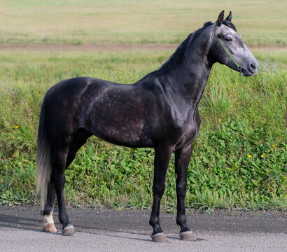 Horse. A thoroughbred gray horse of the Oryol Trotter breed. Harness racing. Trotting horse race. Side view. In full growth. Professional photography