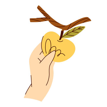 Hand Holding a Ripe Yellow Apple on a Branch with Green Leaves, Minimal Hand Drawn Fruit Harvest Illustration for Organic Food Branding, Orchard Packaging, Healthy Eating Campaigns and Autumn Design