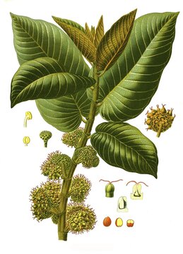 Medicinal plant, Castilla elastica is a tree in the mulberry family from Central America, Historical, digitally restored reproduction from an 18th century original