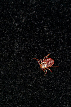 Dorsal view of an ornate dog tick (Dermacentor reticulatus), a blood-feeding ectoparasite and disease vector, photographed on black velvet. Vertical composition with copy space.