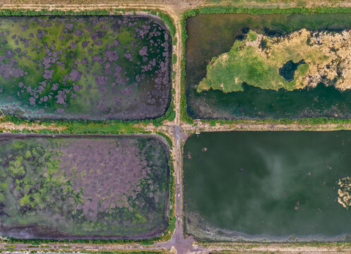 Aerial view of The Common featuring four distinct rectangular ponds with varying water colors and algae growth separated by dirt paths in The Common, Queensland, Australia.