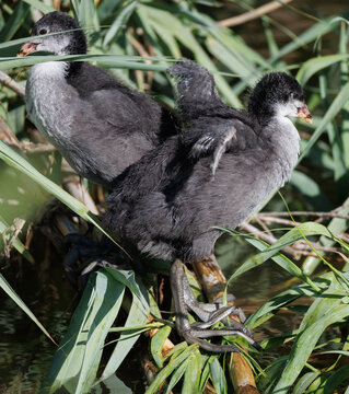 Close up of a juvenile Eurasian coot bird swimming in the water among green aquatic plants