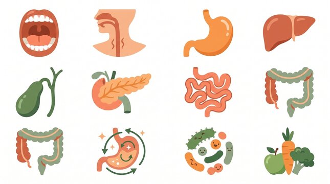 Digestive System Icon Set Stomach Liver Intestine Human Anatomy Medical Vector
