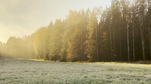 Bright sunbeams stream across a misty field into dense forest at Pavlovsk Park, Russia. The quiet scene inspires a peaceful, dreamy emotion in this slow motion, pan shot.