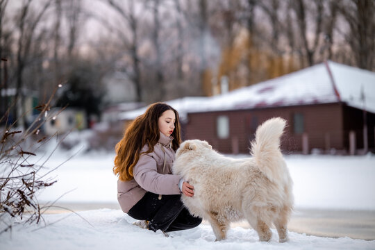 A girl walks with her beloved pet Samoyed in winter on the shore of a lake in the park.