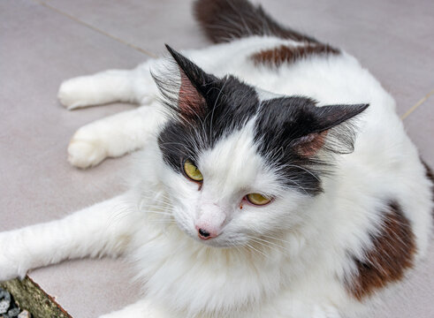 gato branco e preto deitado