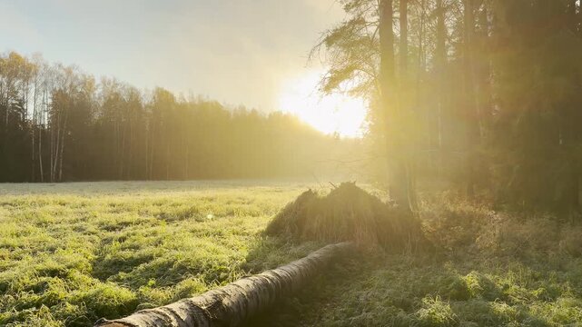 Bright sunlight shines across a misty field and fallen birch tree at Pavlovsk Park, Russia. The peaceful, serene landscape glows warm in this slow motion, pan shot.