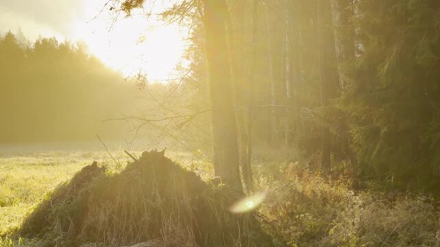 Golden morning light glows over a grassy field near a forest edge in Pavlovsk Park, Russia. A slow motion pan shot conveys peaceful joy and serene quietness.