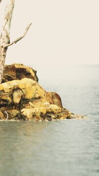 A large rock outcrop is partially submerged in calm water. A dead tree stands on top of the rock. The scene has a soft, muted color tone and appears quiet and still.