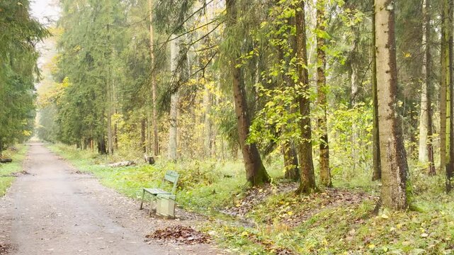 A lonely bench stands resting along a quiet path in Pavlovsk Park, Russia. A smooth pan shot reveals the peaceful forest in slow motion, inspiring serene tranquility and nostalgia.
