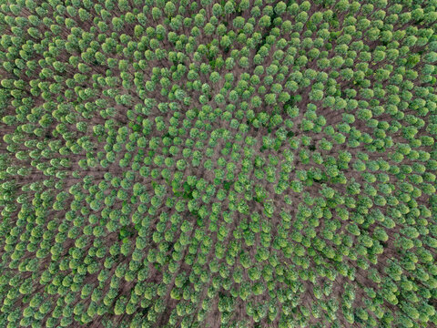 Aerial view of a dense eucalyptus plantation with rows of green trees in Brazil.