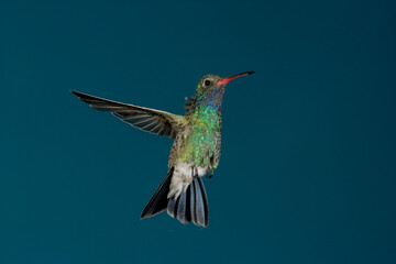 Broad-billed hummingbird hovering  © willtu
