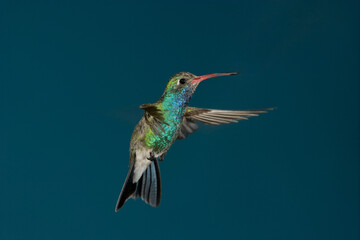 Broad-billed hummingbird hovering  © willtu