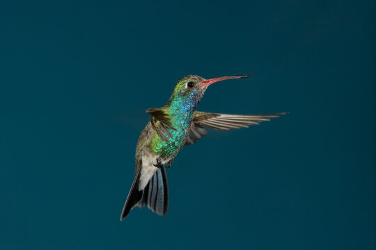 Broad-billed hummingbird hovering 