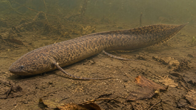 Lungfish on a Muddy Freshwater Bed