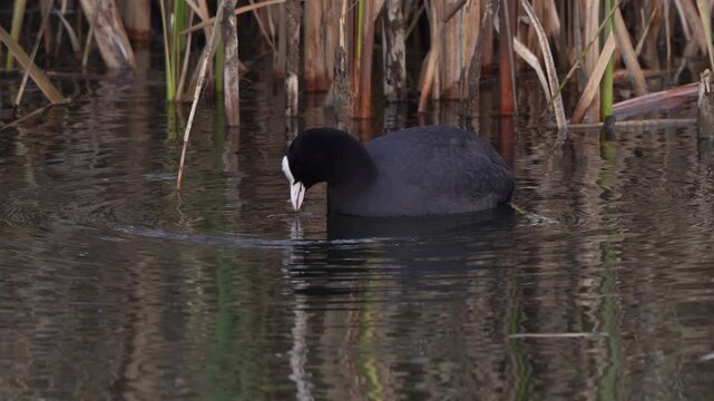 A Eurasian coot (Fulica atra) forages for food in a ditch in winter