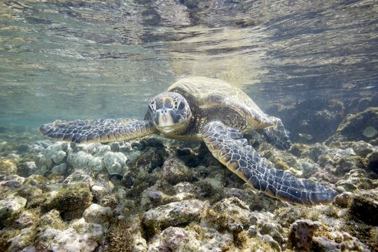 Green sea turtle swimming near the coast of Hawaii